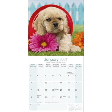 Cocker Spaniel Puppies Dog Breed Premium Wall Calendar 2022