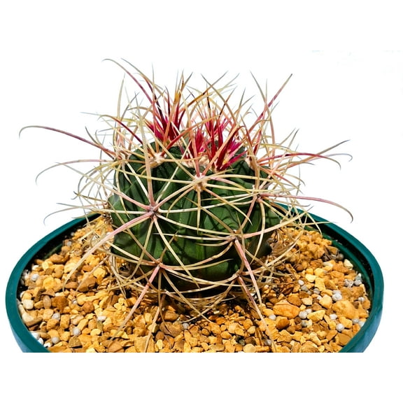Ferocactus cylindraceus ssp. eastwoodiae