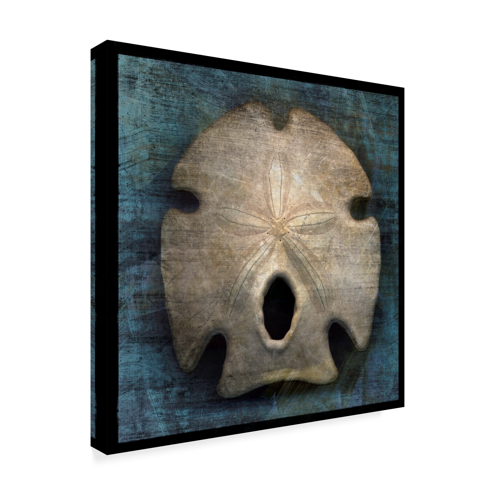 Trademark Fine Art 'Arrowhead Sand Dollar' Canvas Art by John W. Golden