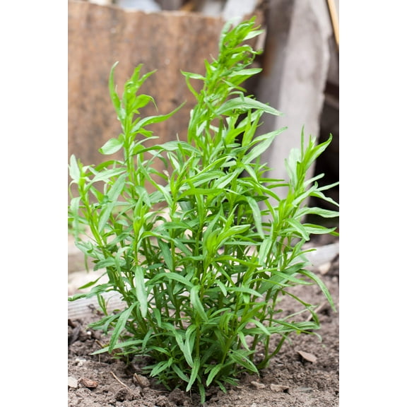 100 TARRAGON -  Kitchen / Common / Dragons Wort - Artemisia Dracunculus Flower Culinary Herb Seeds
