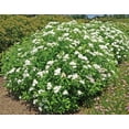 thumbnail image 6 of Expert Gardener 2.5QT Spirea Deciduous Flower Live Plants Full Sun Green 1, 6 of 6