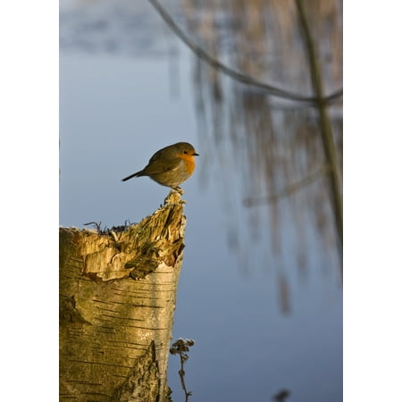 England Trunks - England Robin Perched On Tree Trunk Stretched Canvas - John Short Design Pics (12 x 17)