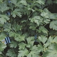thumbnail image 4 of RedCrocus Italian Parsley Herb- Fresh, Fragrant, and Easy to Grow for Culinary Use, Containers & Gardens 6" Pot (Pack of 5), 4 of 20