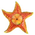 thumbnail image 2 of Adornos de decoración de pared de estrella de cristal, decoración de Navidad, decoración para hogar, decoración de pared de 12 BLESIY Colgante de pared de estrella de mar, 2 of 8