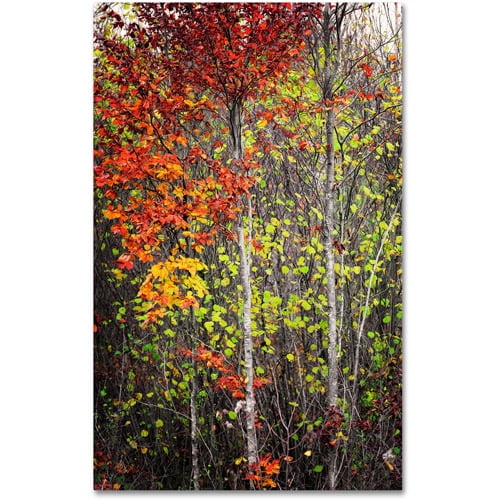 Trademark Fine Art "Color Touch" Canvas Art by Philippe Sainte-Laudy