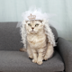 thumbnail image 5 of FloreceBien velo de boda para mascotas, vestido de flores nupcial para perros y gatos, accesorios para el cabello para fiestas de bodas y perros pequeños, medianos y grandes, 5 of 5