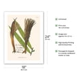 thumbnail image 2 of Milpesillo Palm Tree (Oenocarpus Minor) - Vintage Botanical Illustration by Carl Friedrich Philipp von Martius c.1820s - Bamboo Fine Art 290gsm Paper Print (Unframed) 18x24in, 2 of 4
