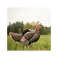 thumbnail image 2 of Dave Smith Decoys DSD Posturing Jake Turkey Decoy, 2 of 4