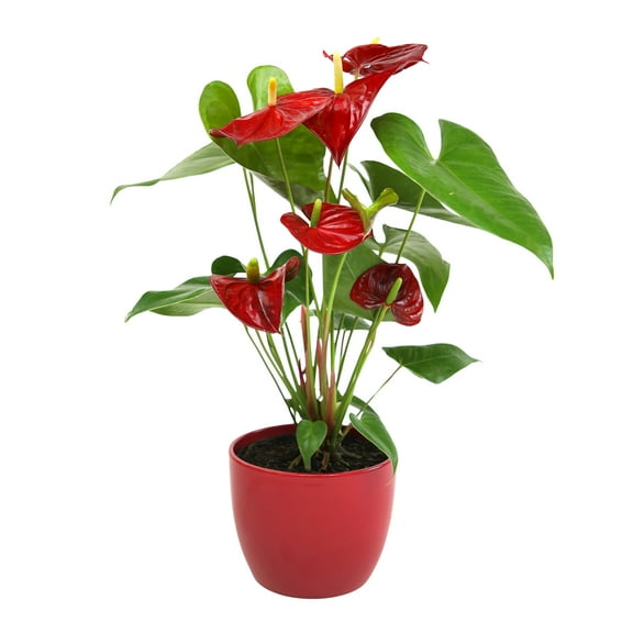 Anthurium Flamingo Flower Houseplant | 6in Red Decor Pot; Indirect Light | Element by Altman Plants