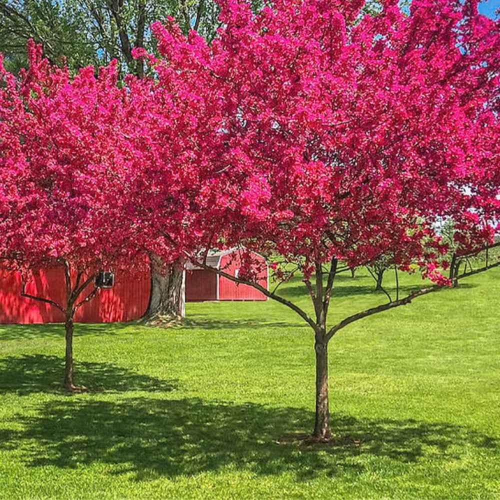 Expert Gardener 2-3 ft tall Prairiefire Crabapple Live Tree in 5-Gallon Grower Pot