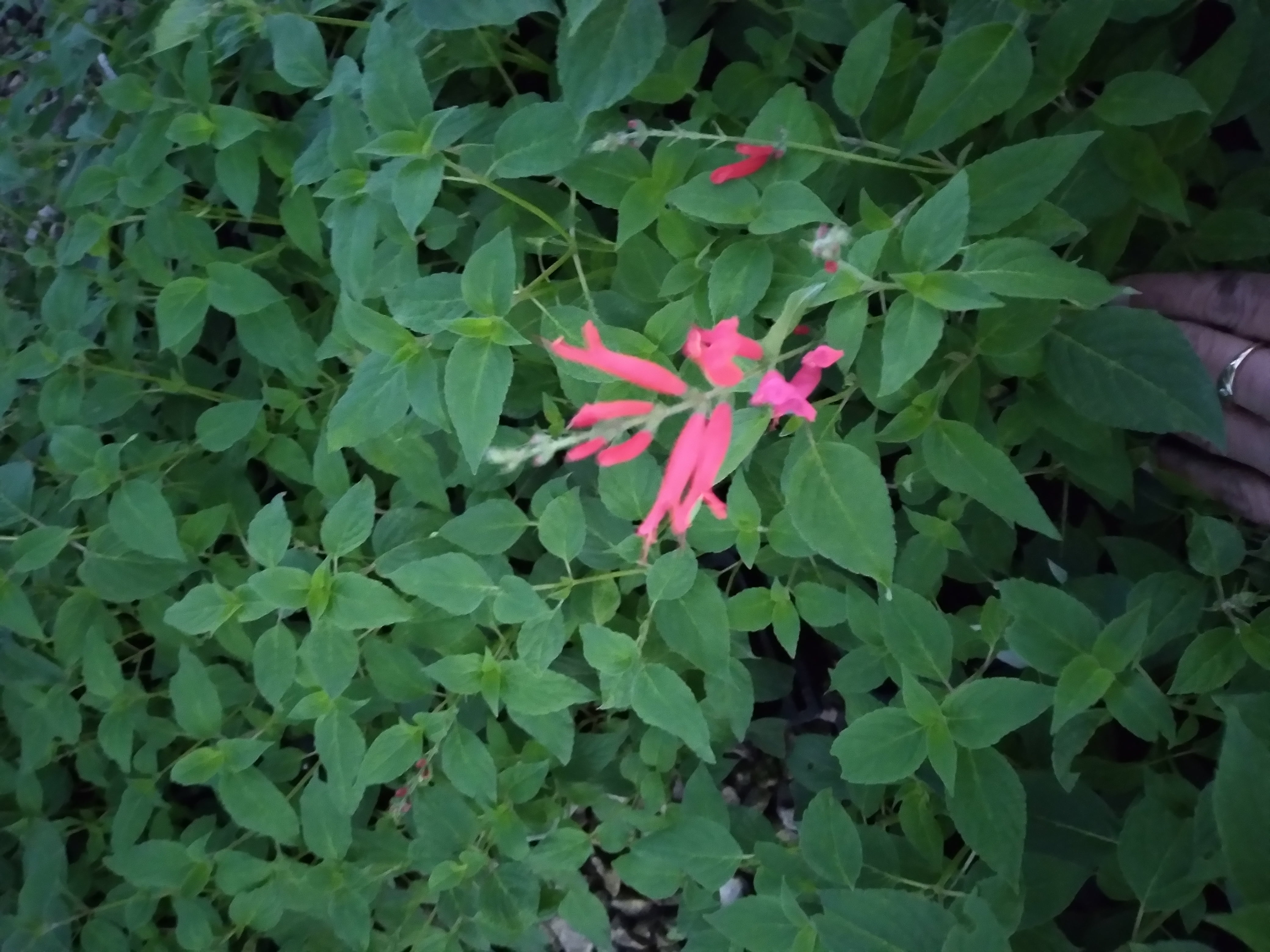 Red Flowering Pineapple Scented Sage Starter Plant...3.5 inch pot. Cold Sensitive!! Smells delightful!!