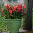 thumbnail image 4 of Encore Azalea Autumn Embers (1 Gallon) Red Pink Flowering Shrub - Full Sun Live Outdoor Plant, 4 of 9