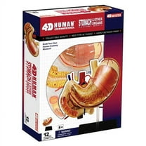 TEDCO 5" Human Stomach Anatomy Model, 12 Detachable Parts, Educational Focus, Anatomy Models