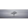 thumbnail image 2 of Frank, Assaf 14x7 White Modern Wood Framed Museum Art Print Titled - Single tree in foggy grassfield, 2 of 4