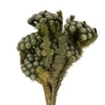 thumbnail image 2 of Vickerman 12-16" Natural Green Brunia, 4 oz Bundle, Preserved, 2 of 5