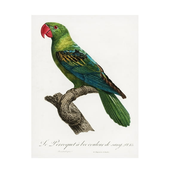 Trademark Fine Art Francois Levaillant Levaillant Parrot X Canvas Wall Art
