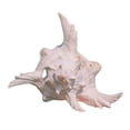 thumbnail image 4 of Concha de , decoración de acuario, adorno de acuario, regalo, decorativo de concha marina 17 a 19 cm, 4 of 8