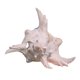 thumbnail image 4 of Concha de , decoración de acuario, adorno de acuario, regalo, decorativo de concha marina 17 a 19 cm, 4 of 8