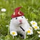 thumbnail image 3 of Teissuly Chicken Hat For Hen Mini Pet Accessories Fashionable Chicken Hat With Elastic Chin Strap Teissuly WER202310162160, 3 of 3