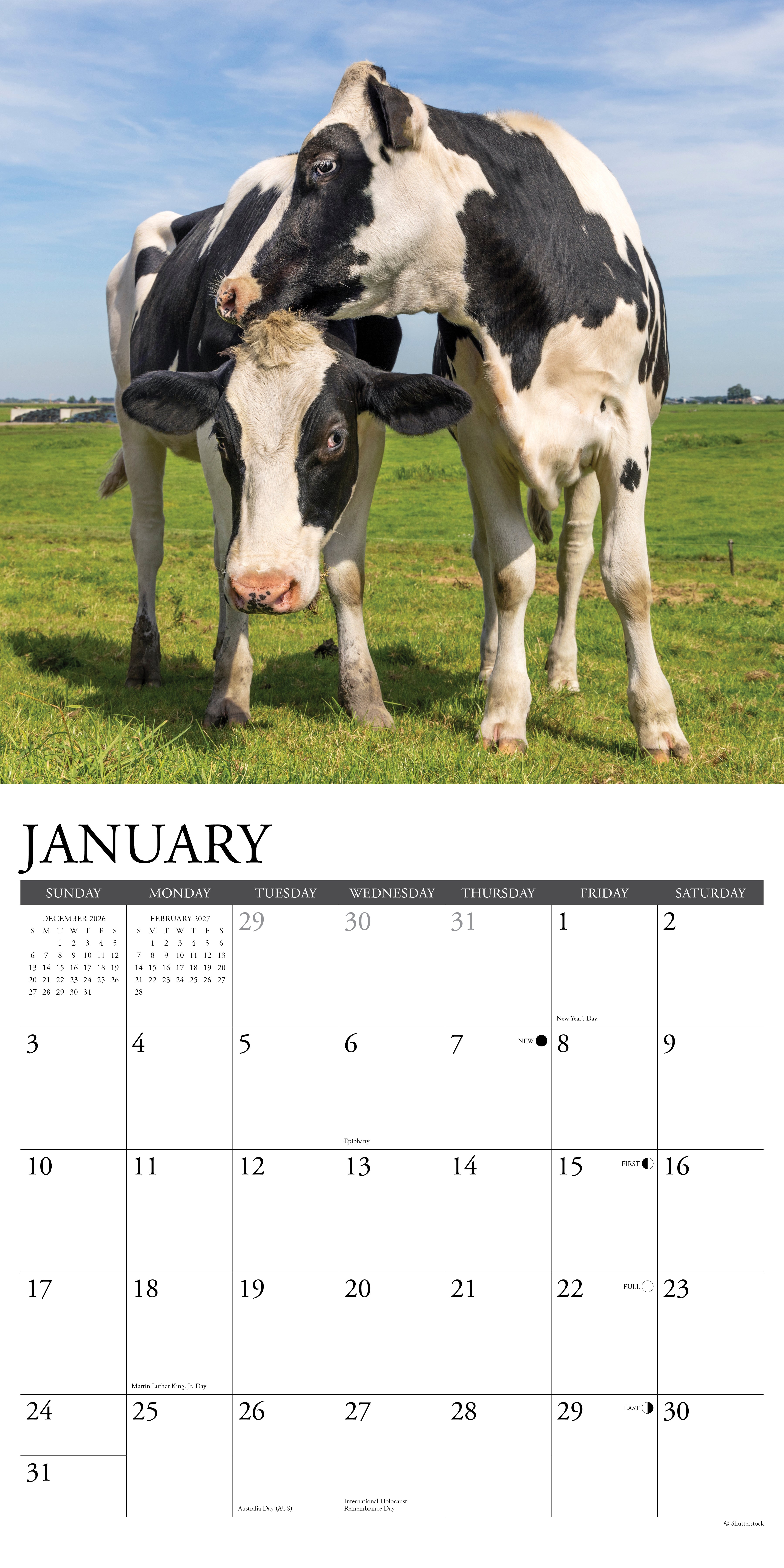 Willow Creek Press, Cows 2027 Wall Calendar