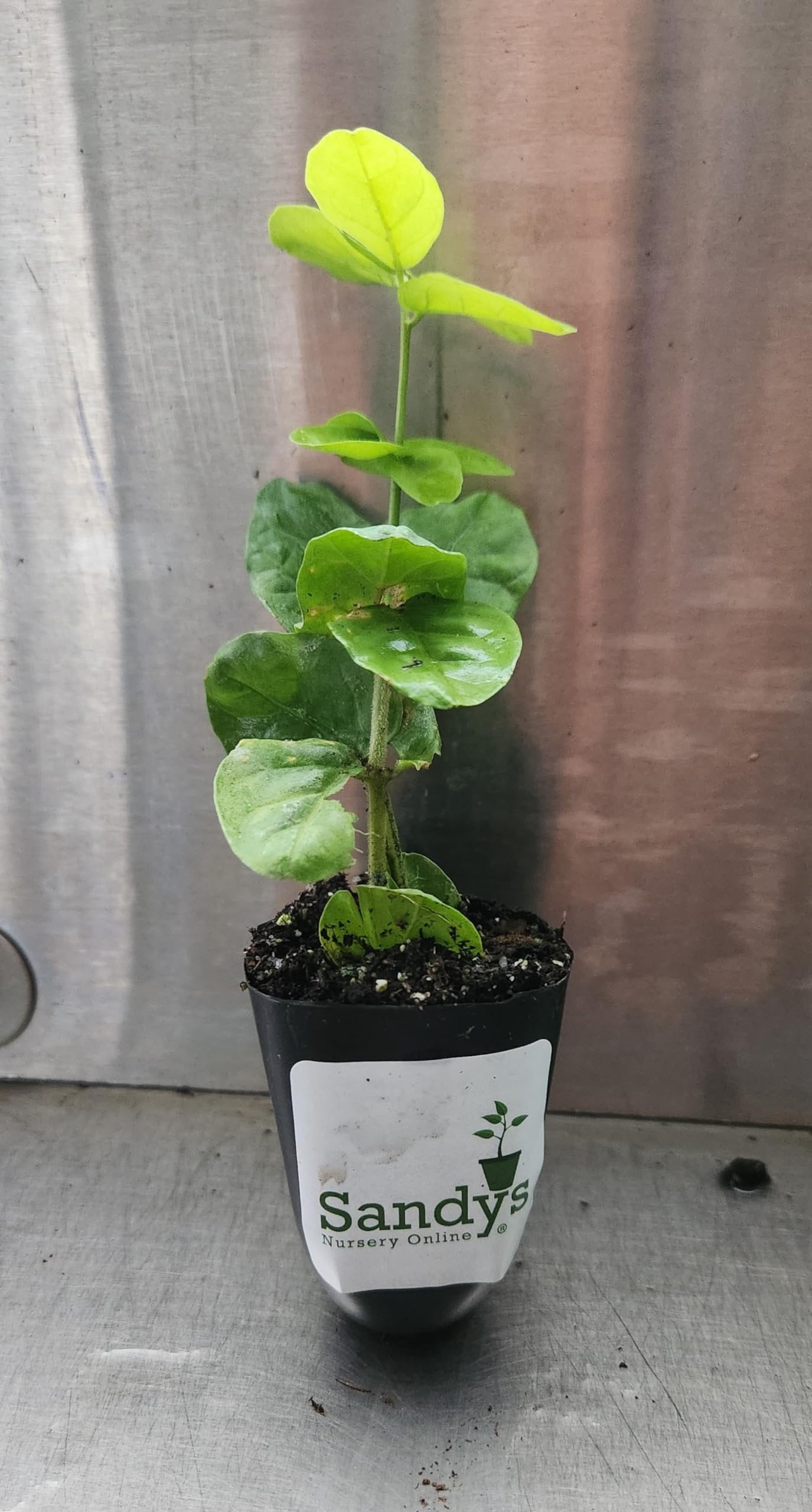 Jasmine Sambac Grand Duke of Tuscany Starter Plant