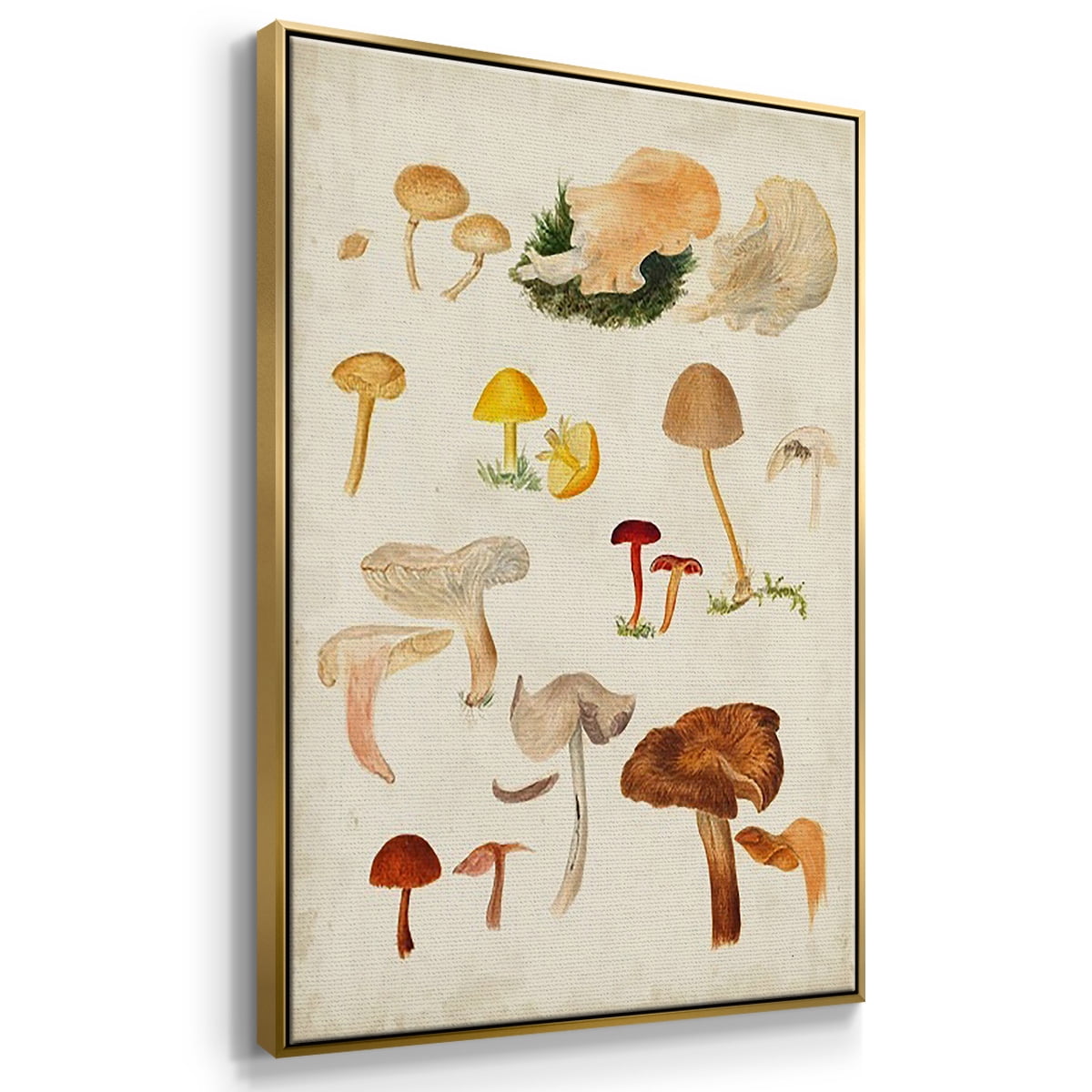 Mushroom Species X - Framed Premium Gallery Wrapped Canvas L Frame 3 Piece Set - Ready to Hang