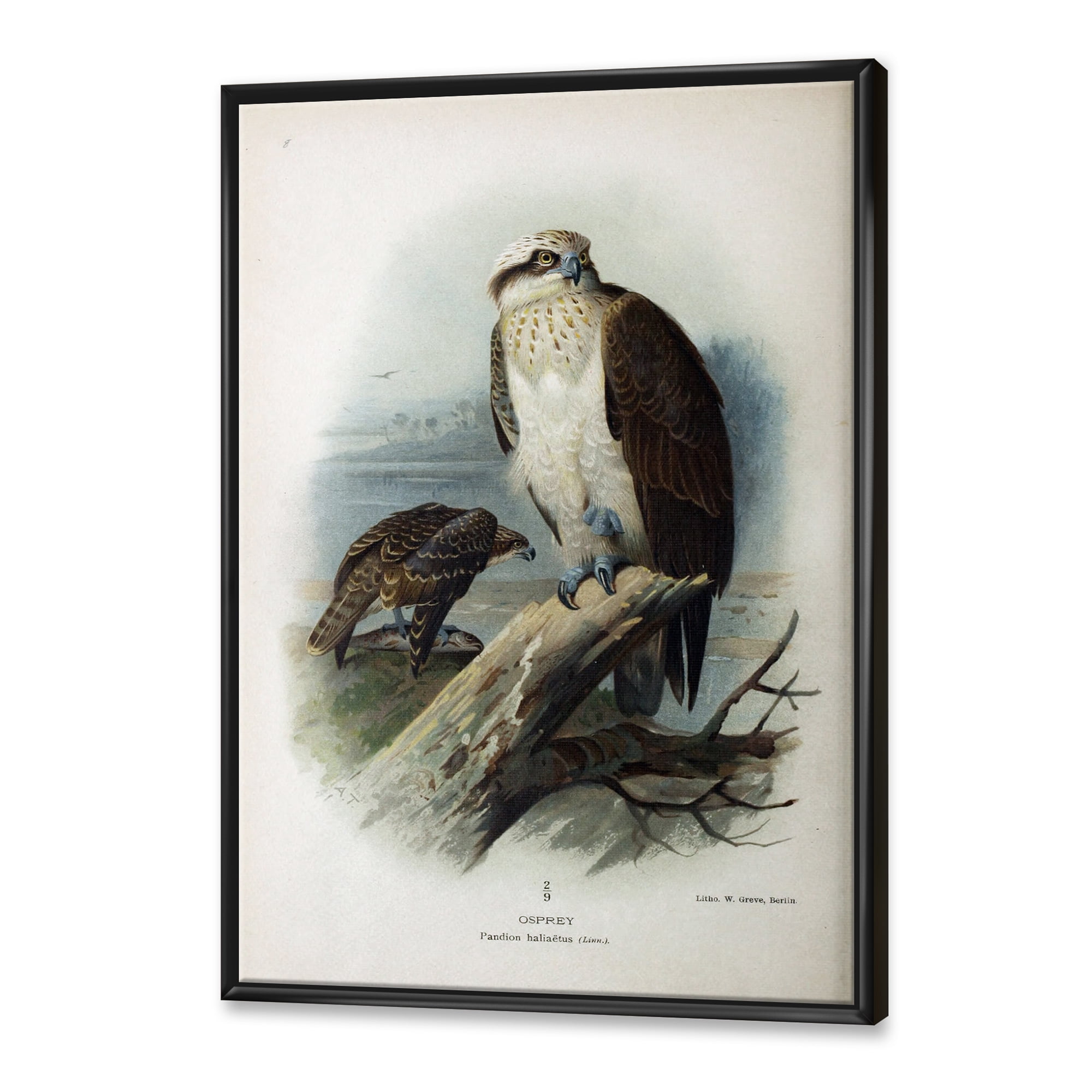 Designart 'Ancient Bird Life VI' Traditional Framed Canvas Wall Art Print