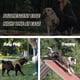 thumbnail image 5 of Auroth - Arnés táctico para perros grandes, sin tirones, arnés ajustable para mascotas, reflectante, K9, entrenamiento, trabajo, de fácil control, chaleco de servicio militar para perros (L, amarillo, 5 of 5