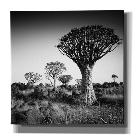 Epic Graffiti 'Namibia Quiver Trees' by Nina Papiorek, Canvas Wall Art, 37"x37"