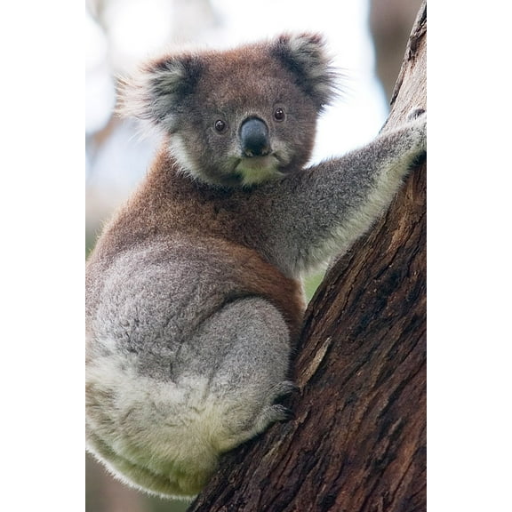 24x36 gallery poster, koala on a eucalyptus tree, Australia