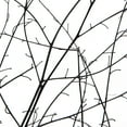thumbnail image 3 of Vickerman 18-20" Natural Brown Skeleton Branch 3 packs (2 per pack), Dried, 3 of 5