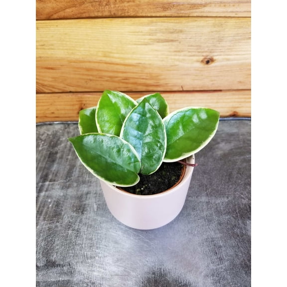 Hoya Carnosa Krimson Queen, 2" Plant, The Plant Farm