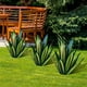 thumbnail image 4 of Toystoory El césped adorna la decoración del patio del agave del metal con estacas de jardín altamente mezcladas de la escultura azul rústica Jardín y Patio plata, 4 of 6