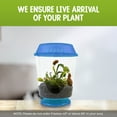 Live Venus Flytrap Plant Kit in 4.5" Blue Terrarium Carnivorous