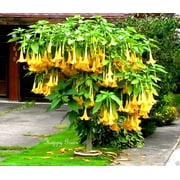 Yellow Trumpetbush Seeds - 20  Seeds to Grow - Rare and Exotic Trumpet Bush Seeds