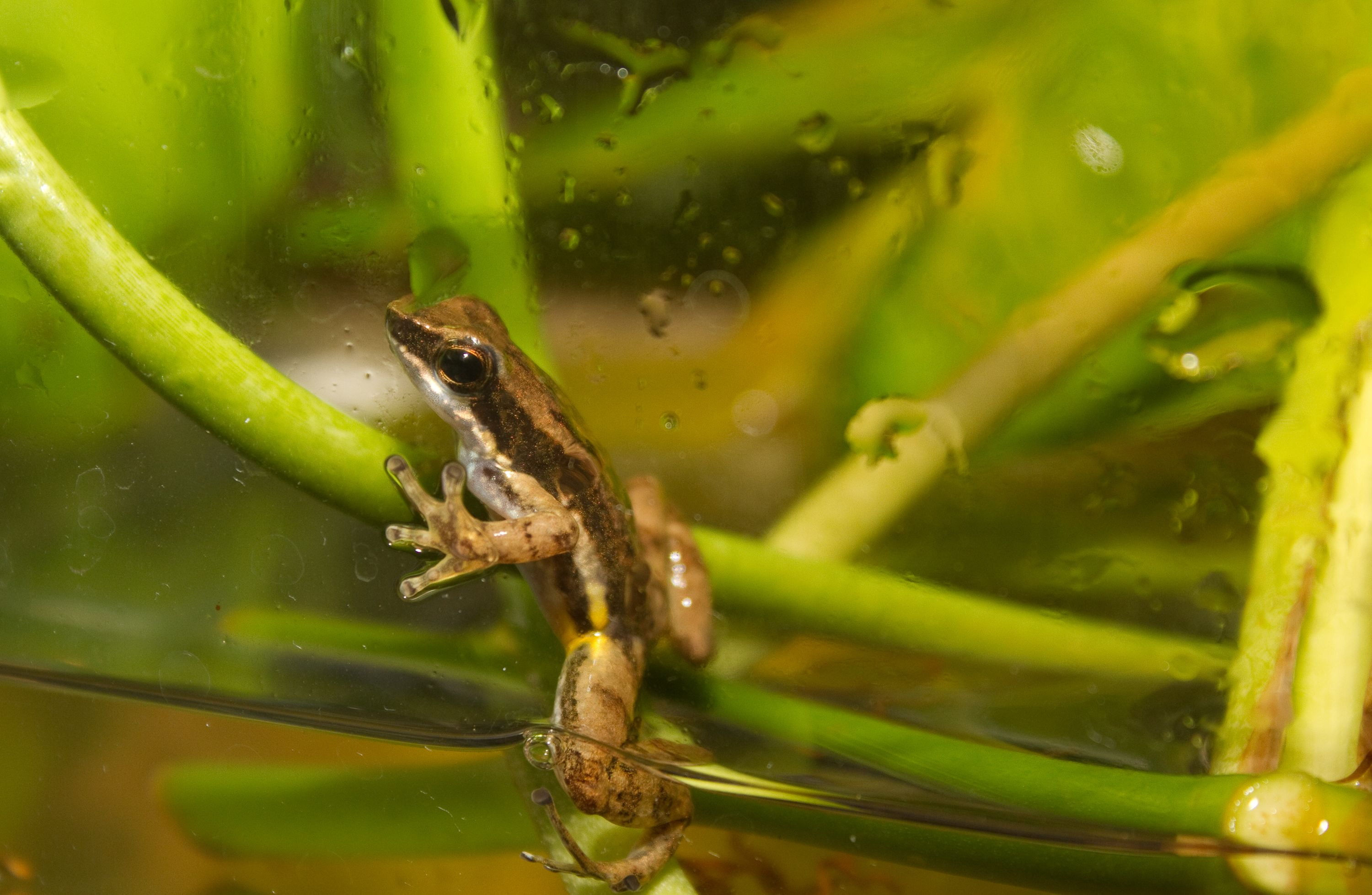 Colostethus panamensis in aquarium tank, Panama English Common rocket