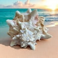 thumbnail image 5 of Large Murex Conch Seashell Pink White Spiky Real Ocean Shells Natural Beach Seashells Home Decor Candle Art Craft Sea Decoration, 5 of 5