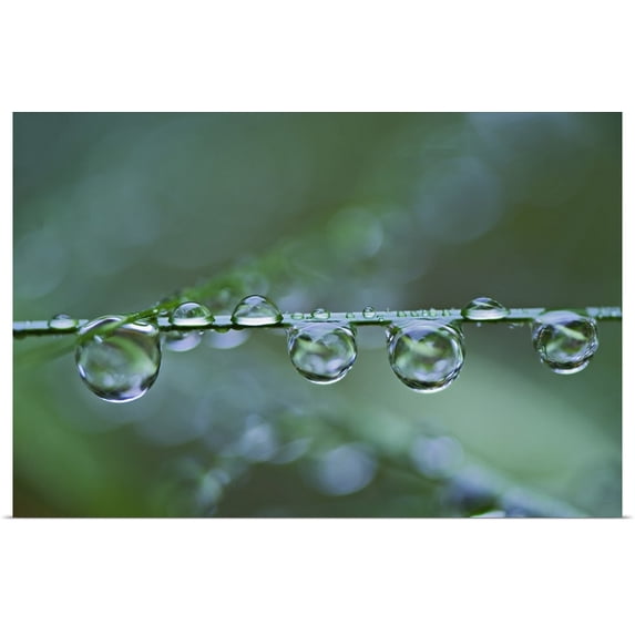 Great BIG Canvas | "Raindrops on blade of grass, Acadia Nationa Park, Maine" Art Print - 48x32