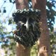 thumbnail image 3 of Estatua de árbol de Hombre Viejo, Abrazador de árbol, Decoración de Jardín de Hadas Libre shamjiam escultura de cara de árbol de resina, 3 of 8
