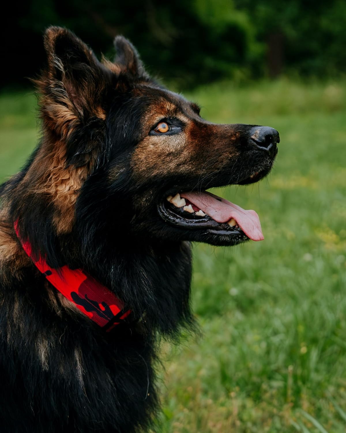 Boss Dog Tactical Collar X-Large Red Camo Durable Military Nylon Dog Calar