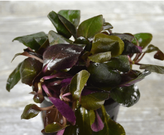 Lobelia Cardinalis Live Aquarium Plant – Freshwater Aquatic Plant for Midground/Background