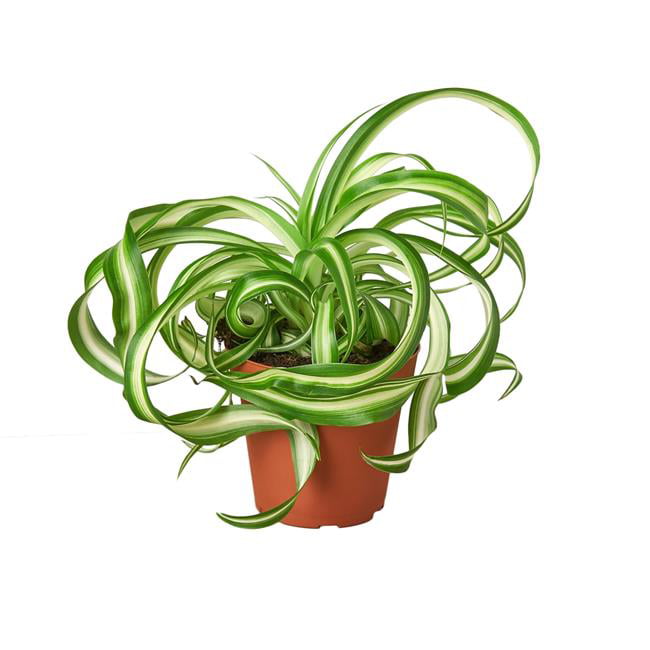 Spider Chlorophytum Indoor House Patio Hanging Rare Plants,Large in Pot 
