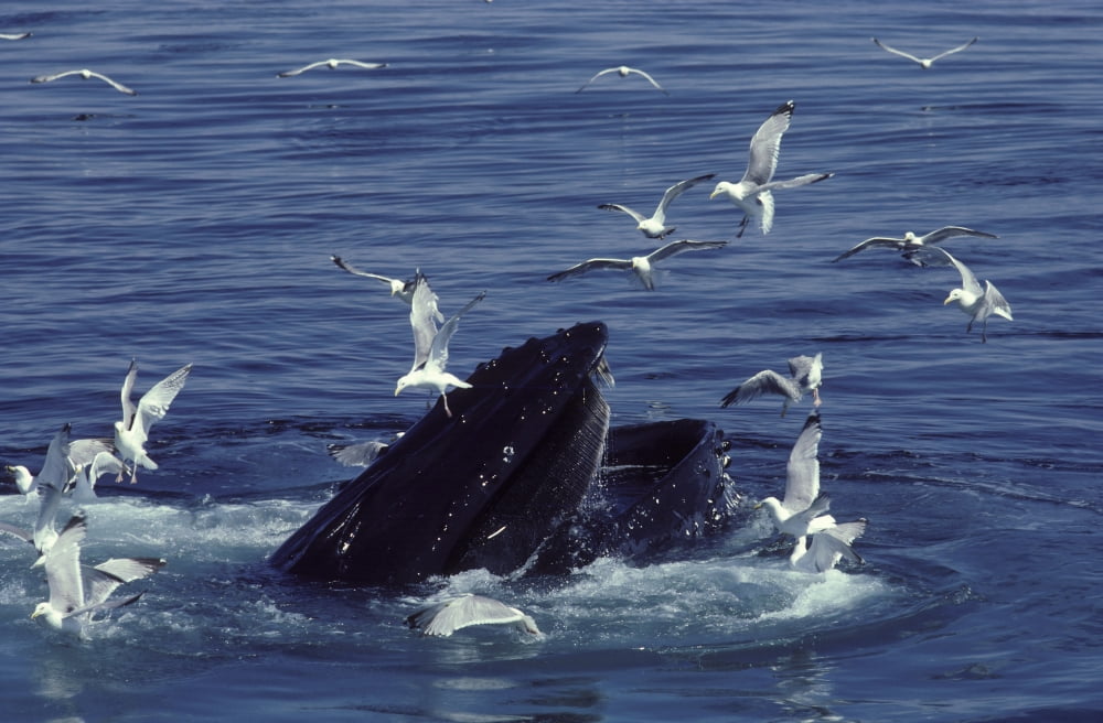 Humpback whale feeding in the Gulf of Maine Atlantic Ocean Poster Print