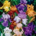 thumbnail image 5 of Iris Plant, Iris Is Cold-Resistant,  Excellent Choice For Gardeners, Pleasantly Scented - Good as Cut Flowers - Perennializing  Easy to Grow Live Plants - Outdoor Garden, ﻿, 5 of 5