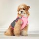 thumbnail image 3 of Chaleco para perros Ropa transpirable de malla para perros Verano Exterior Interior Ropa ligera y cómoda para mascotas, 3 of 5