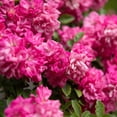 thumbnail image 6 of National Plant Network 3 gal. Rose Peggy Martin Shrub, 6 of 10