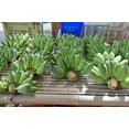 thumbnail image 5 of 5 RED TIGER BANANA Hardy Musa Sikkimensis Bengal Flowering Darjeeling Sikkim Fruit Tree Seeds, 5 of 5