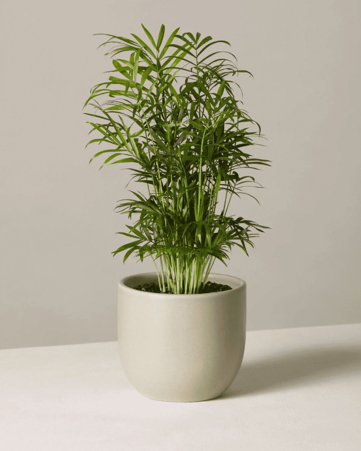 Parlor Palm Live Plant for Indoor, Neanthe Bella Palm in 2 Inch Pot | Real House Plant for Living Room, Office, Desk & Bathroom, Chamaedorea Elegans