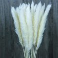 thumbnail image 1 of 30/60 piezas flores secas naturales Vhermosa ramo de boda phragmites communis decoración del hogar blanco, 1 of 7
