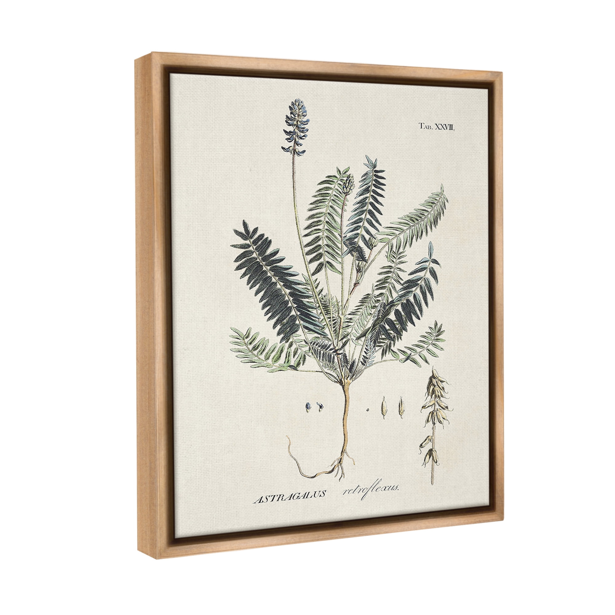 Stupell Industries Vintage Nature Diagram Botanical & Floral Painting Brown Floater Framed Canvas Art Print Wall Art, 17 x 21